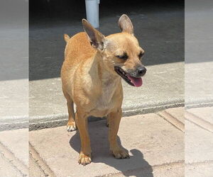 Billie - Female Chihuahua-Unknown Mix Dog for Adoption - Photo #2