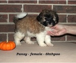 Image preview for Ad Listing. Nickname: Pansy