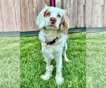Small Photo #3 Cocker Spaniel-Unknown Mix Puppy For Sale in Sherman Oaks, CA, USA