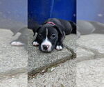 Small American Pit Bull Terrier Mix