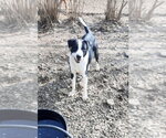 Small Photo #3 Border Collie-Mountain Cur Mix Puppy For Sale in Mountain View, AR, USA