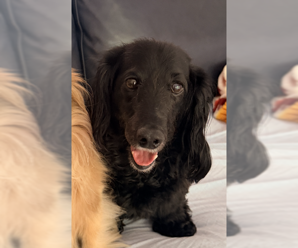 Medium Photo #1 Dachshund-Unknown Mix Puppy For Sale in Decatur, GA, USA