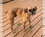 Small Boxer
