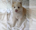 Small Photo #7 Pomsky Puppy For Sale in ORANGE PARK, FL, USA