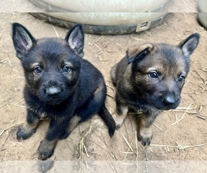 German Shepherd Dog Puppy for sale in PURVIS, MS, USA