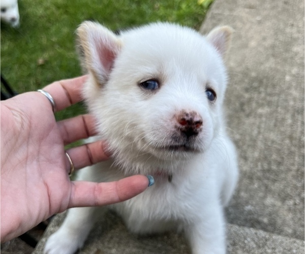 Medium Photo #5 Pomsky Puppy For Sale in WOODSTOCK, IL, USA