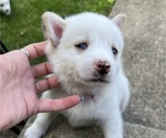 Small Photo #5 Pomsky Puppy For Sale in WOODSTOCK, IL, USA