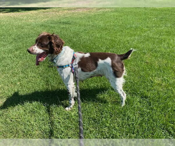 Medium Photo #3 Brittany Puppy For Sale in Curwensville, PA, USA