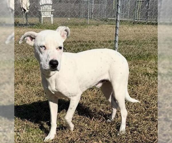 Medium Photo #1 Labrador Retriever Puppy For Sale in Conroe, TX, USA