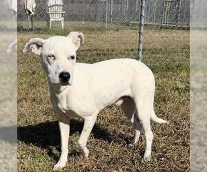 Labrador Retriever Dog for Adoption in Conroe, Texas USA