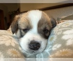 Small #17 Pembroke Welsh Corgi
