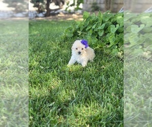 Maltipoo Puppy for sale in ELDERWOOD, CA, USA