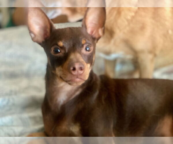 Medium Photo #3 Chiweenie Puppy For Sale in Newport Beach, CA, USA