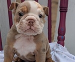 Small Photo #7 English Bulldog Puppy For Sale in GOSHEN, IN, USA