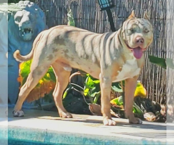 Medium Photo #2 American Bully Puppy For Sale in PALMDALE, CA, USA