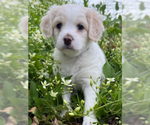 Shih Tzu-Unknown Mix Dogs for adoption in Raleigh, NC, USA