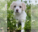 Small Shih Tzu Mix