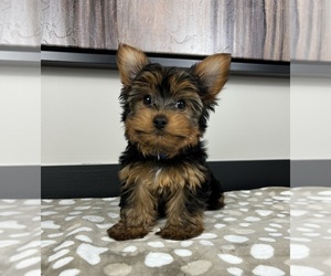 Yorkshire Terrier Puppy for sale in FRANKLIN, IN, USA