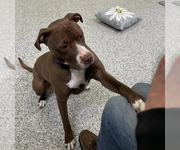 Medium Photo #8 American Pit Bull Terrier-American Staffordshire Terrier Mix Puppy For Sale in Techny, IL, USA