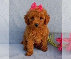 Goldendoodle (Miniature) Puppy for sale in MILLERSBURG, OH, USA