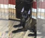 Puppy Puppy 5 Belgian Malinois
