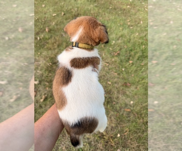 Medium Photo #2 Jack Russell Terrier Puppy For Sale in FREEMAN, MO, USA