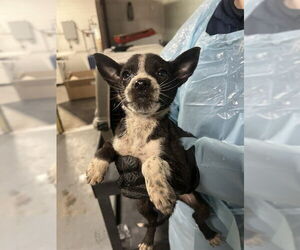 Mutt Dogs for adoption in Stockton, CA, USA