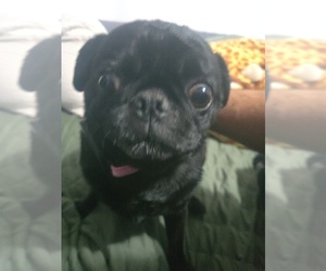 Mother of the Pug puppies born on 09/10/2025