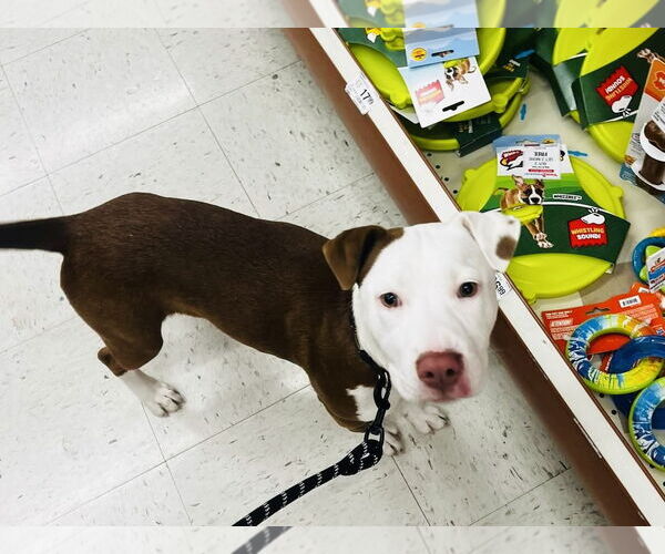 Medium Photo #5 American Pit Bull Terrier-Unknown Mix Puppy For Sale in Germantown, OH, USA