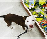 Small #4 American Pit Bull Terrier Mix