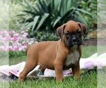Puppy Puppy 5 Boxer
