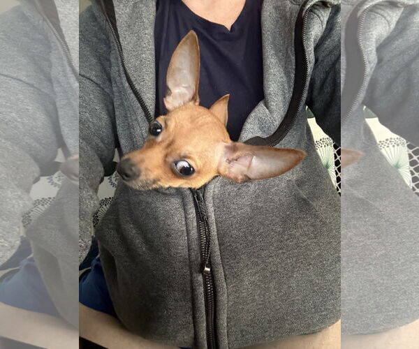 Medium Photo #3 Chihuahua Puppy For Sale in Orlando, FL, USA