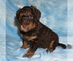 Image preview for Ad Listing. Nickname: choc phantom 2