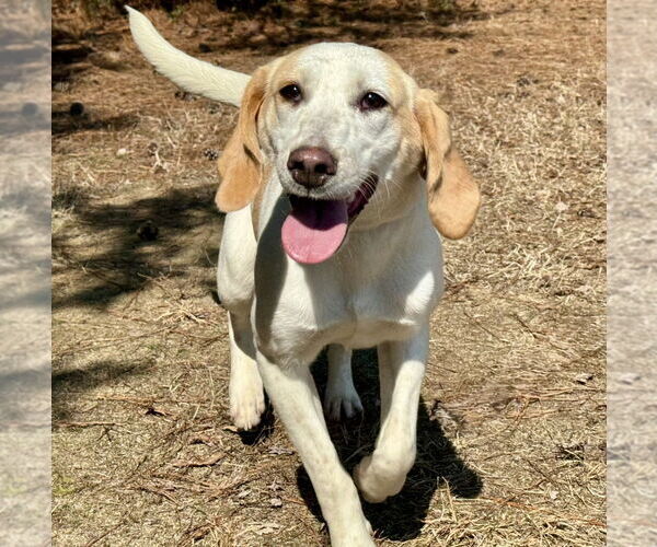 Medium Photo #1 Mutt Puppy For Sale in Glen Allen, VA, USA