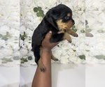 Small Photo #18 Rottweiler Puppy For Sale in FORT WORTH, TX, USA