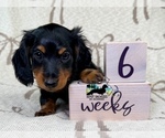 Small #4 Dachshund