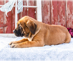 Small Photo #55 Mastiff Puppy For Sale in WAKARUSA, IN, USA