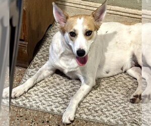 Unknown-pomeranian spitz Mix Dogs for adoption in Sanford, FL, USA