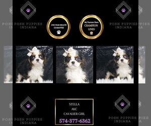 Cavalier King Charles Spaniel Puppy for sale in WARSAW, IN, USA