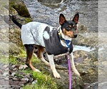 Small #1 Rat Terrier