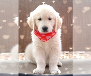 English Cream Golden Retriever Puppy for sale in OMAHA, TX, USA