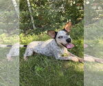 Small #1 Mutt