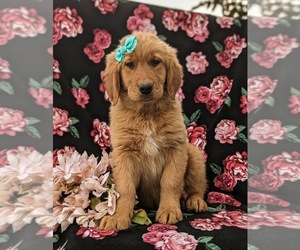 Golden Retriever Puppy for sale in OXFORD, PA, USA