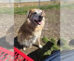 Small #1 Australian Shepherd Mix