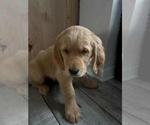 Medium Photo #6 Golden Retriever Puppy For Sale in ORLANDO, FL, USA