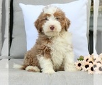 Small Photo #1 Bernedoodle (Miniature) Puppy For Sale in EPHRATA, PA, USA