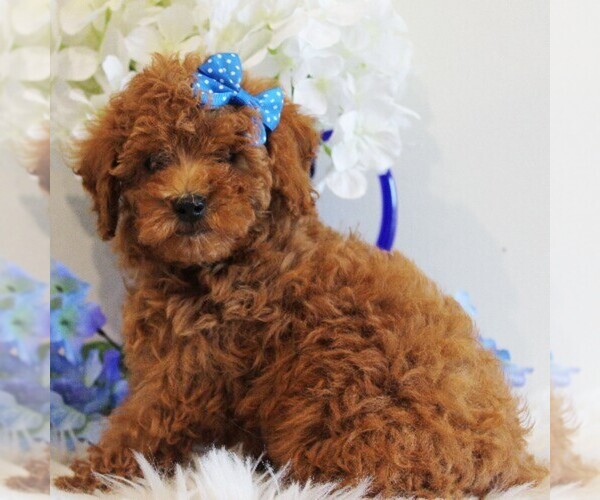 Medium Photo #2 Poodle (Toy) Puppy For Sale in COATESVILLE, PA, USA