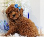 Small #1 Poodle (Toy)