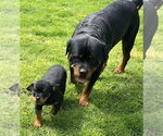 Small #9 Rottweiler