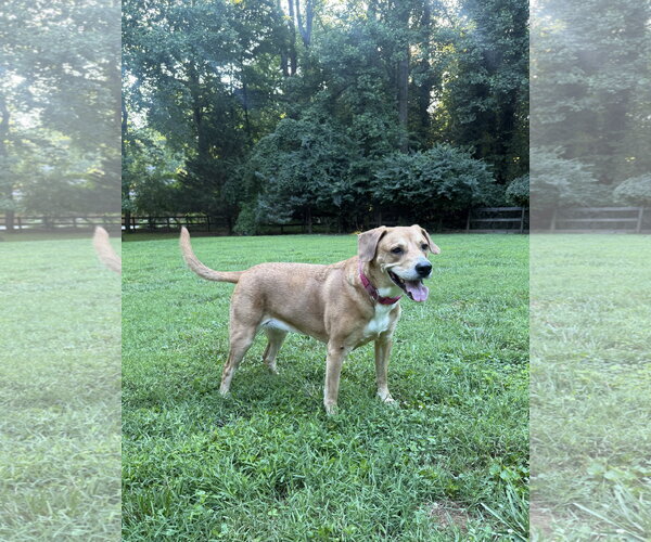 Medium Photo #7 Labbe Puppy For Sale in Arlington, VA, USA